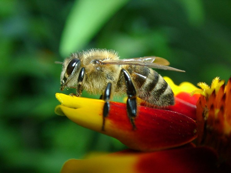 Bee numbers throughout the world have dropped alarmingly, threatening food production. You can help by making your garden bee friendly.