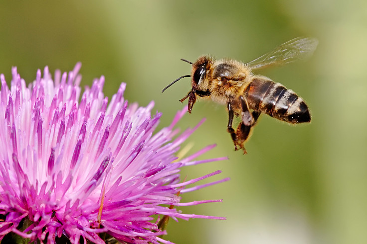 Support your local bees by planting bee attracting and flowers, shrubs and trees that provide pollen for bees
