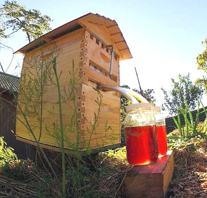 Modern 'Flow-Hive' designs make it much easier to harvest honey from a backyard hive