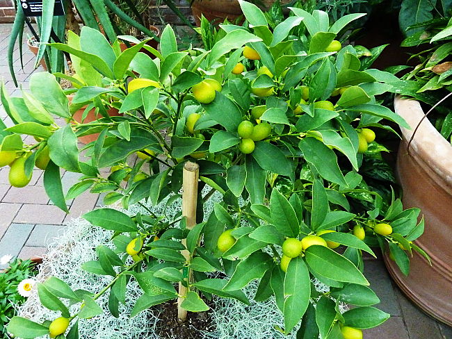 Kumquats are easy to grow. Discover how to choose, plant and care for kumquats in pots and in the garden