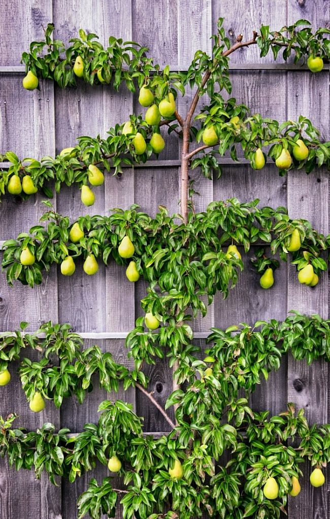 Espalier - the Art of growing fruit trees in small spaces especially on walls and frame supports