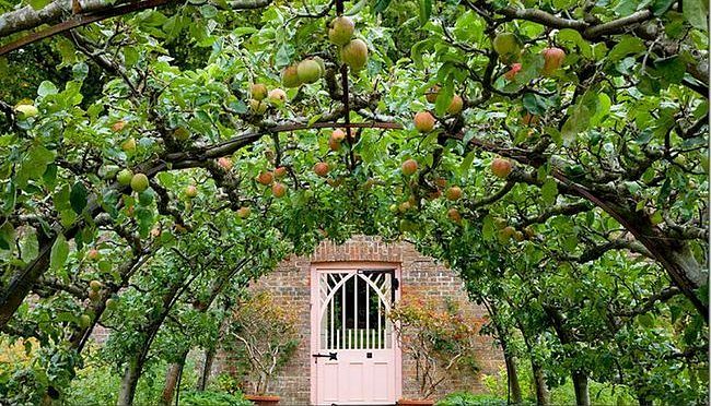 A lovely arch decorated with Espalier