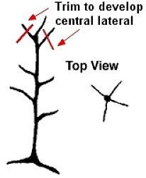 Central Leader - Trim side branches