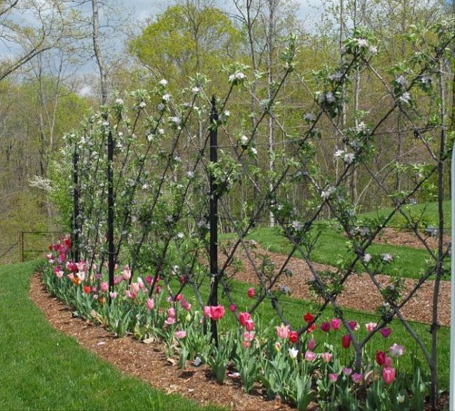 Nice Espalier design using a frame bordered by flowers