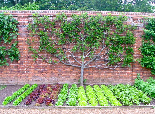 Espalier fruit trees combined with a vegetable garden design