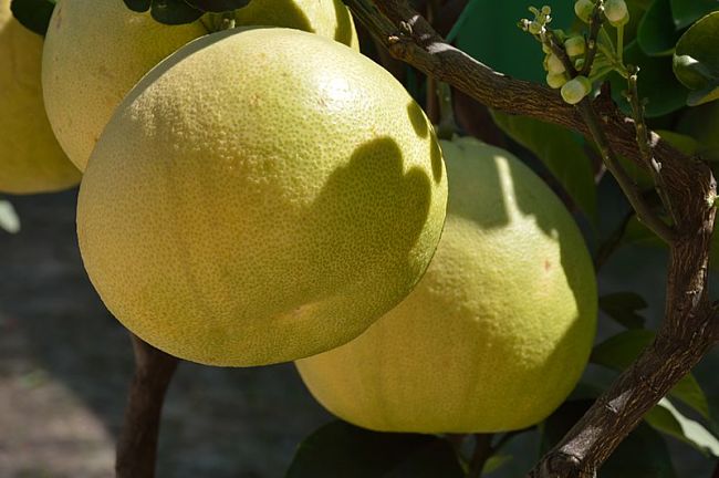 Even the larger fruit varieties can be gown in pots. See some great tips here.