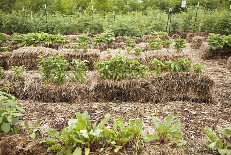Planting vegetable directly into straw bales is a great way to convert lawns into productive vegetable gardens