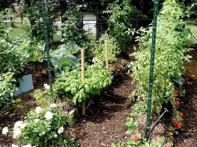 The Mittleider Method uses very narrow beds of custom soil, similar to the use of straw bales for garden beds