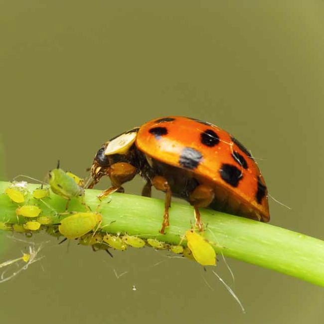Lady bird beetle feeding on aphids - a perfect natural remedy