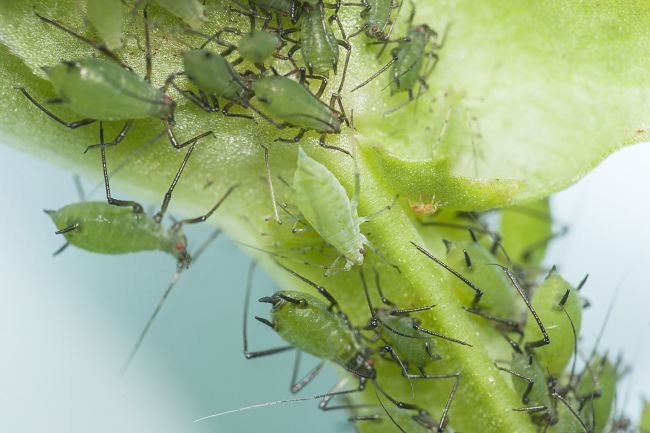 Aphids can destroy your plants. Lean how to control them here