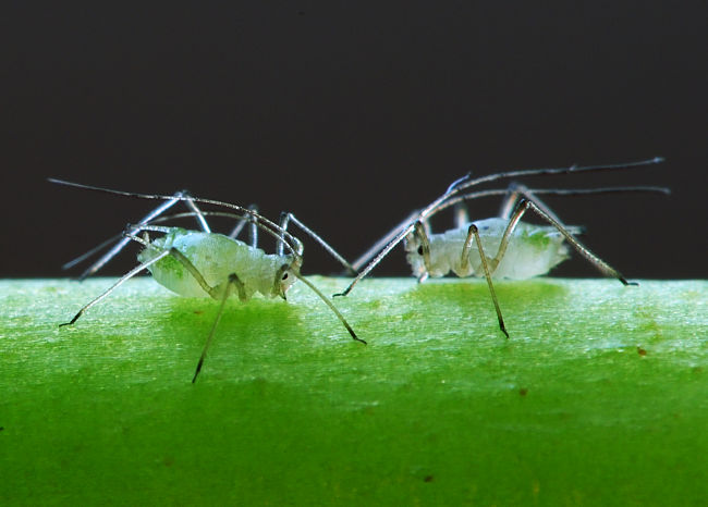 Aphids can devastate healthy plants in a matter of days. It is important to control them quickly 