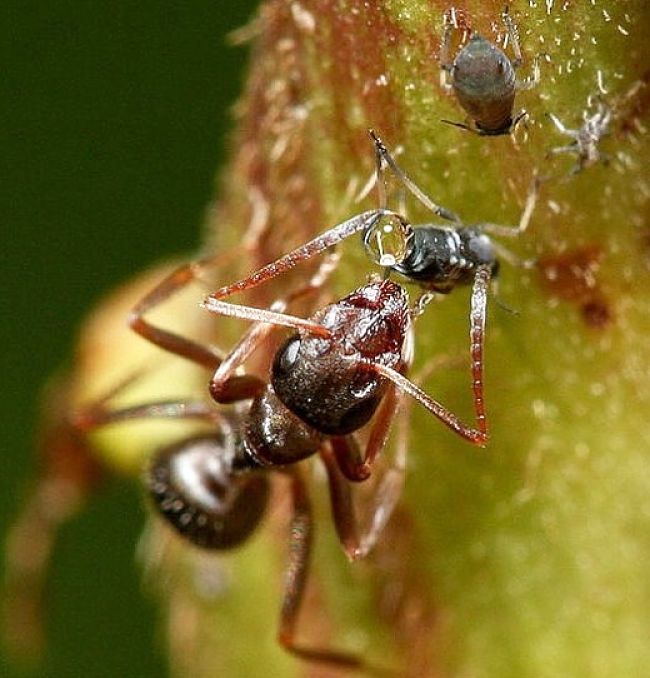 Ants feed on honeydew produced by aphids and ant trails are a tell-tale sign of aphid infestations.