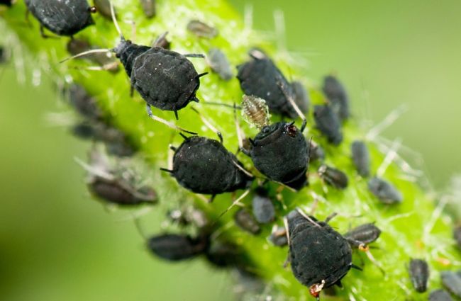 Black aphids creating havoc