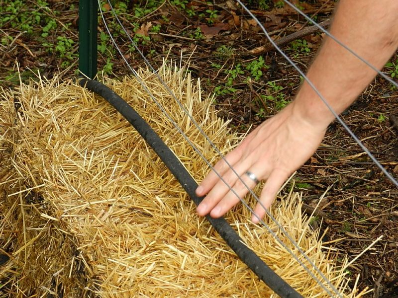 Planting directly into straw bales is a good way to start an organic garden as it develops new soil for a raised bed