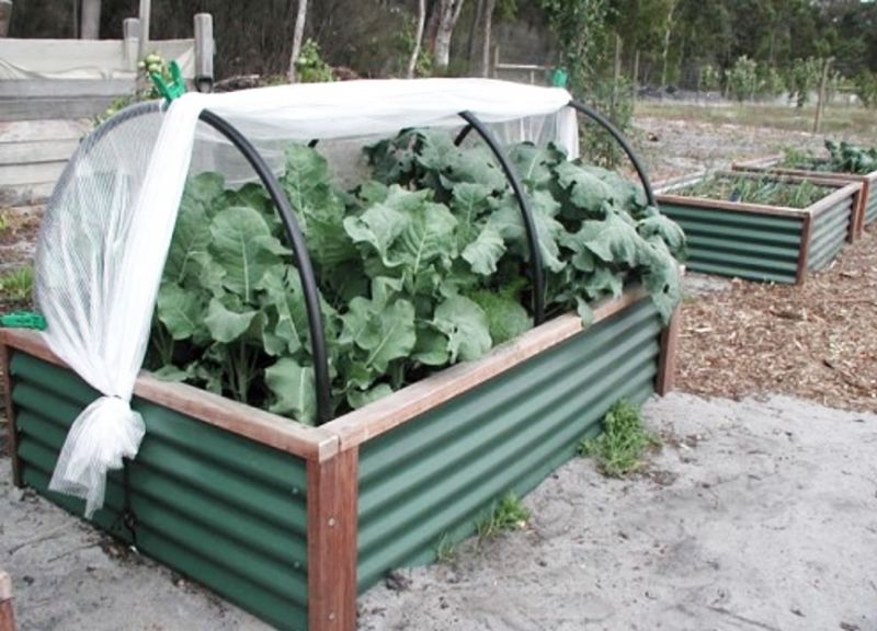 Raised beds make it easier to maintain, weed and harvest vegetables. It is easy to install a plastic cover to make a mini-hothouse