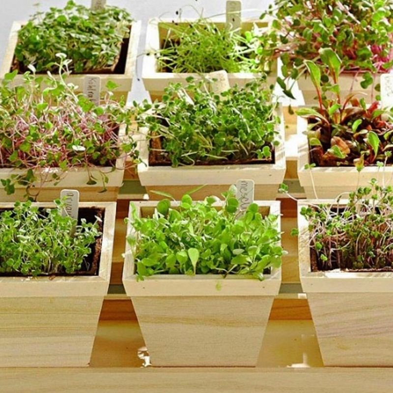 Mini-greens are easy to grow. The seedlings are harvested after as little as 5-8 days. Very little spaces is required. Continuous harvesting is possible with multiple pots are different stages of growth.