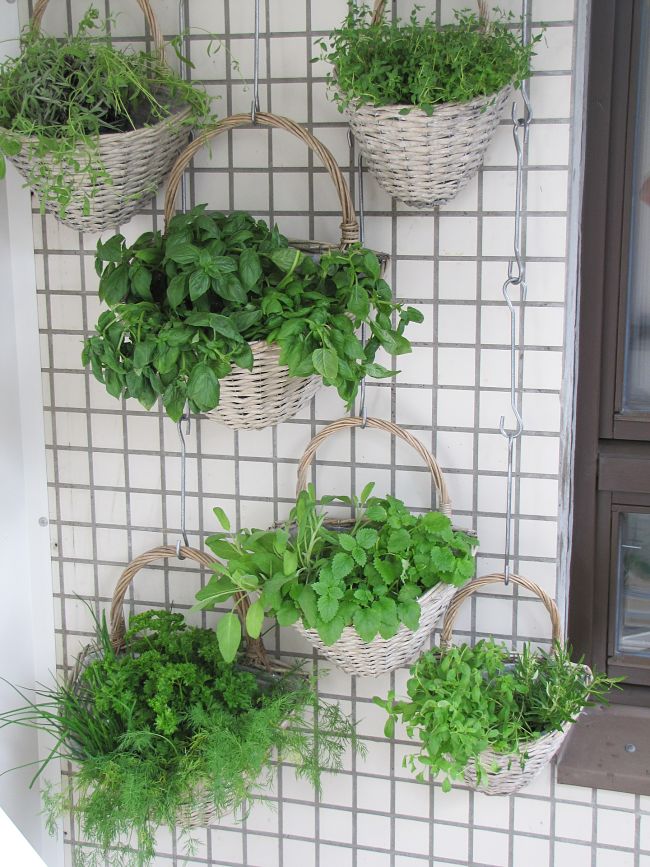 Hanging pots is a great way to get started with vertical gardens on a balcony. It is a great way to garden with limited space.