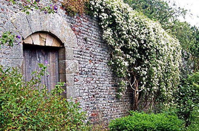 Vines and creepers make excellent wall coverings and garden elements. Discover how to make a successful vertical garden in this article