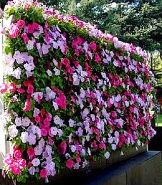 Vertical flower garden can provide a delightful display