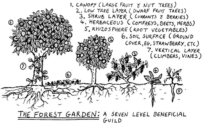 Permaculture promotes growing plants in gardens with a full set of layers