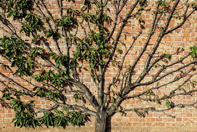 Fruits trees can be trained up walls for decorative purposes and for high yields
