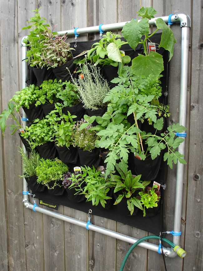Vertical vegetable garden with herbs and tomatoes