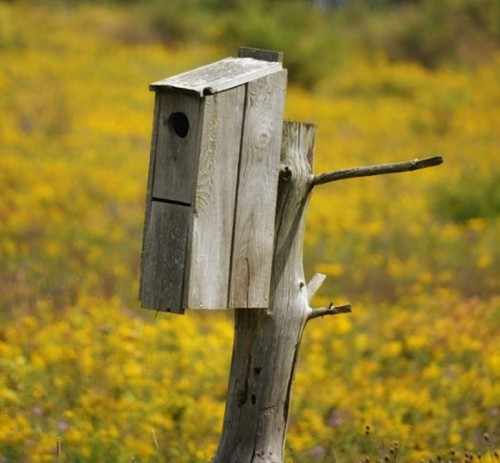 The right nest boxes for local birds can encourage nesting