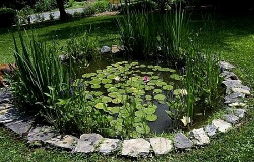 Comverting swimming pools to ponds creates fabulous aquatic habitats for fish and frogs and is a wildlife haven in the garden