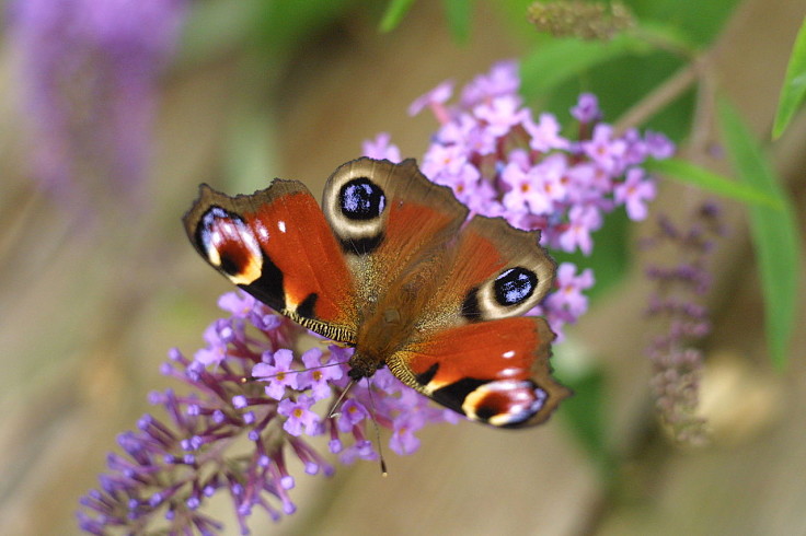 Butterflies will flutter by and visit a properly designed garden with the trees and flowers that attracts them