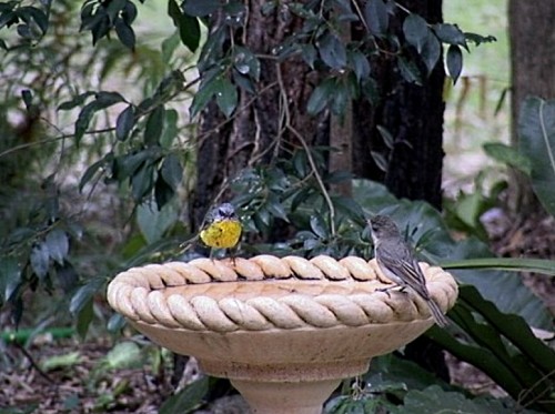 Bird baths attract birds, but provide cover and good environs for wildlife